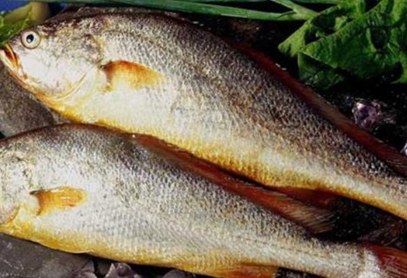 黄花鱼为什么那么贵?