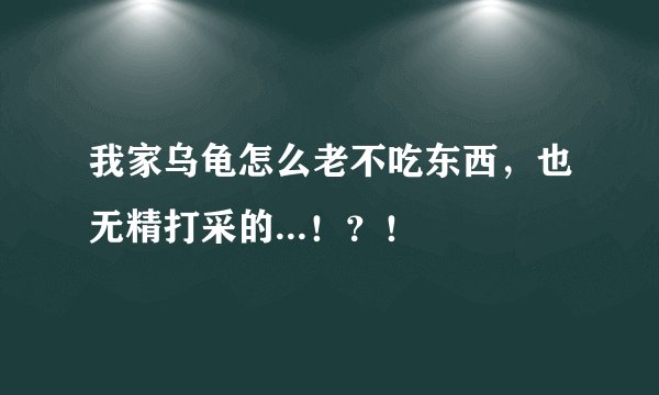 我家乌龟怎么老不吃东西，也无精打采的...！？！