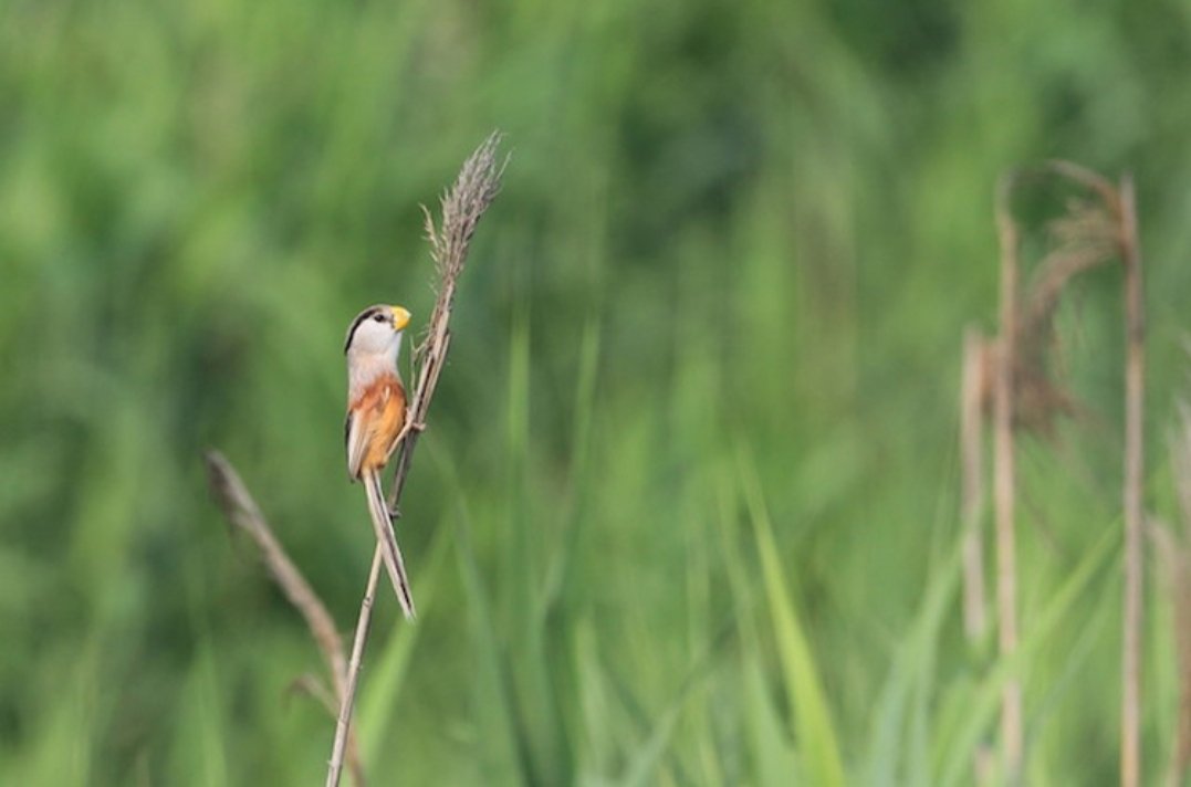 河北武强发现震旦鸦雀,它属于国家几级保护动物?