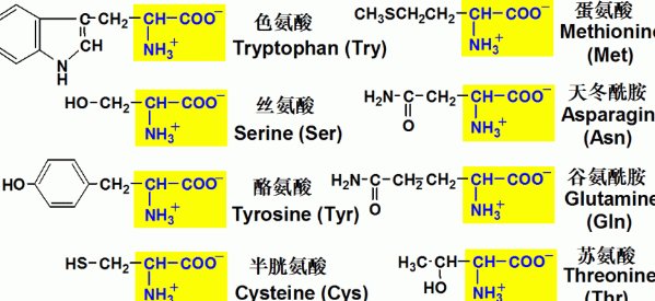 碱性氨基酸和酸性氨基酸的有哪些
