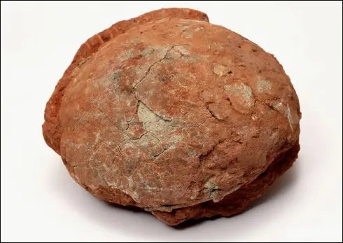 工地挖出的6600万年前恐龙蛋化石，是怎样的发现过程？