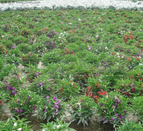 指甲花的学名是什么？