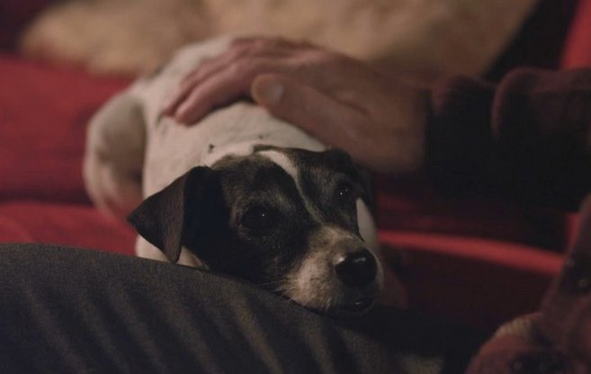 《狗狗吸血鬼》中的狗是什么品种？