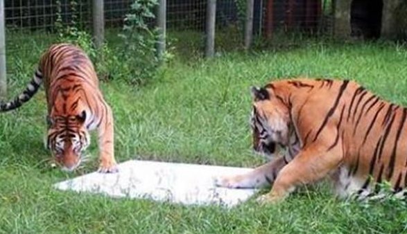 动物园魔幻一幕：两只老虎被一只大鹅追咬，到底是怎么回事？