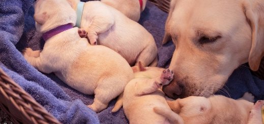 《小Q》票房破亿,这部电影的看点到底在哪里?