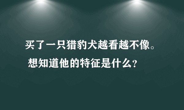 买了一只猎豹犬越看越不像。 想知道他的特征是什么？