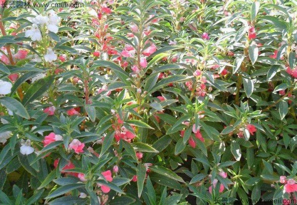 指甲花的学名是什么?