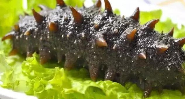 山东即墨查处问题海参,海参为何可以抵抗敌敌畏的毒性?