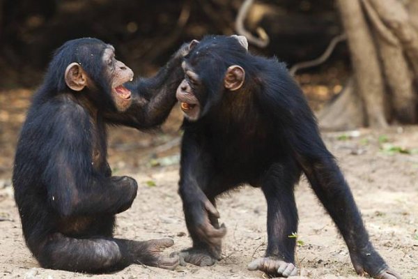 重庆一黑猩猩爱洗衣服被评为劳模，到底是怎么回事？