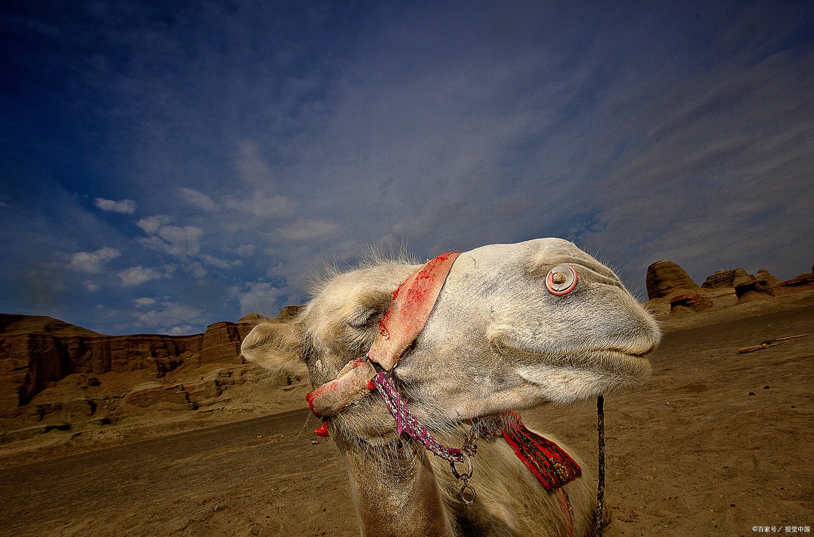 阿拉善车祸中，被撞骆驼主人对此事有何说明？