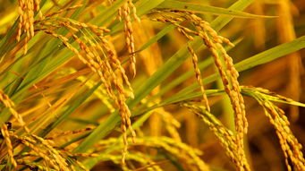 反食品浪费法通过,具体规定了些什么?