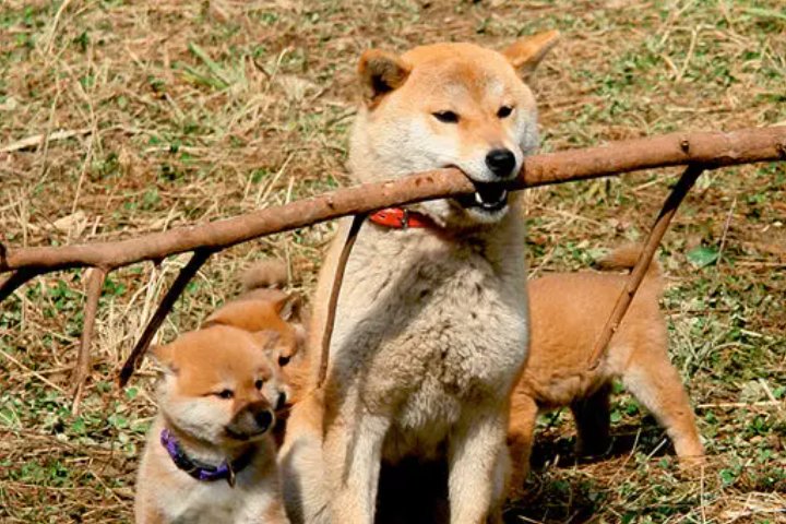 关于狗狗的电影有哪些