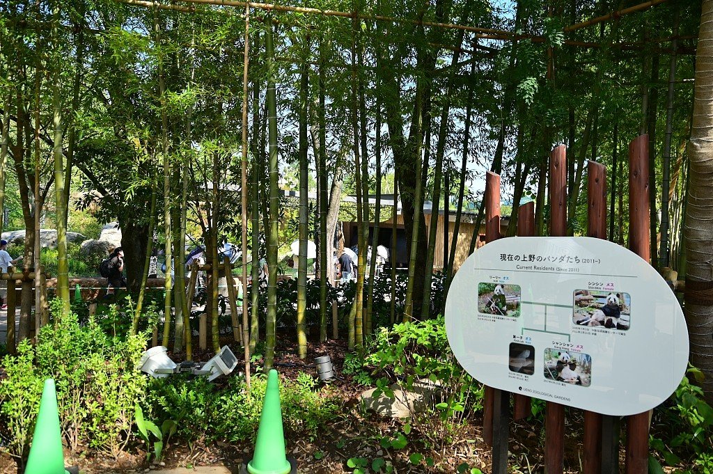 旅日大熊猫“真真”在东京上野动物园生下双胞胎,大熊猫产崽有多难?