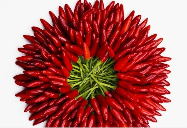 贵州水泥地面长出3米高辣椒树,辣椒的生命力有多旺盛?