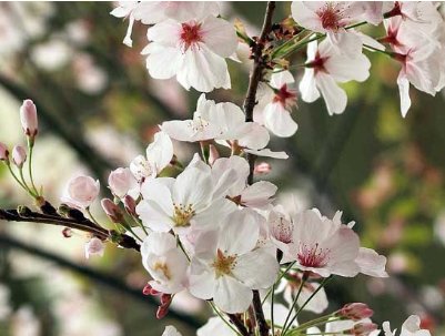 樱桃树与樱花树的区别?