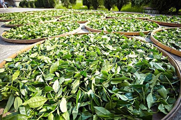 茶叶喝多了有什么坏处？