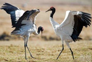 稀有的东方白鹳现身青岛,还有哪些濒危鸟类?