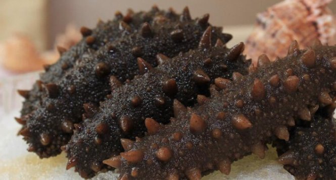 山东即墨查处问题海参,海参为何可以抵抗敌敌畏的毒性?