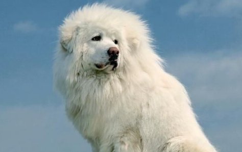 冈拉梅朵是什么意思？