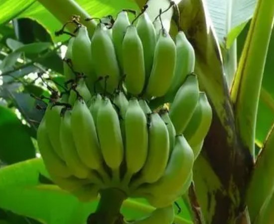 去广西南宁必带十大特产