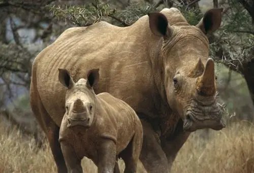 地球上仅存2只北部白犀牛,为何仅仅剩下了两只?