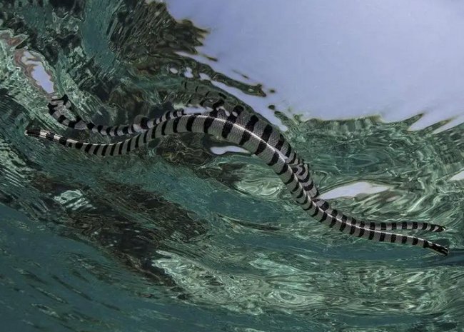 世界十大毒蛇排名