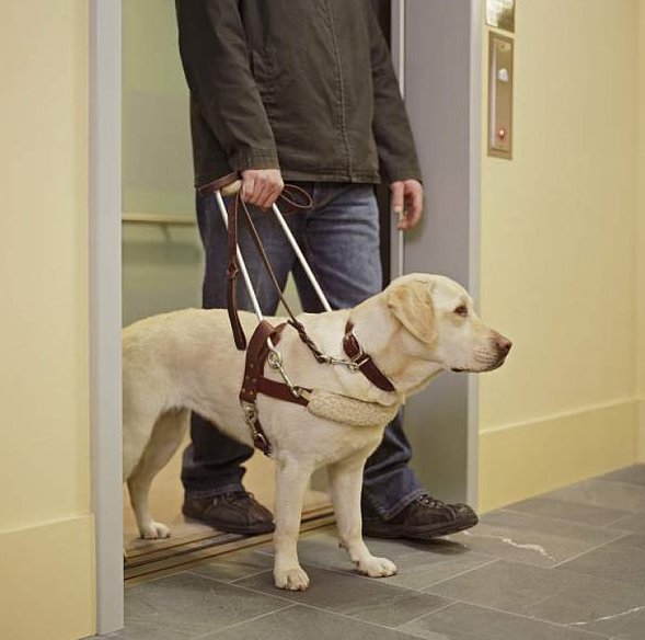 盲人带导盲犬为何被拒？