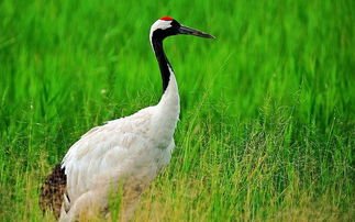 稀有的东方白鹳现身青岛,还有哪些濒危鸟类?