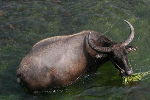 江苏一待宰水牛发狂冲进餐馆顶飞男子,最终该男子是如何脱险的?