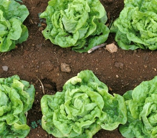 对于韩国大白菜涨价至62元一棵一事，你怎么看？