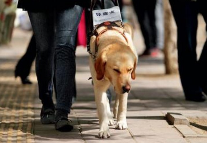 盲人带导盲犬为何被拒？