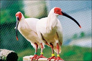 稀有的东方白鹳现身青岛，还有哪些濒危鸟类？