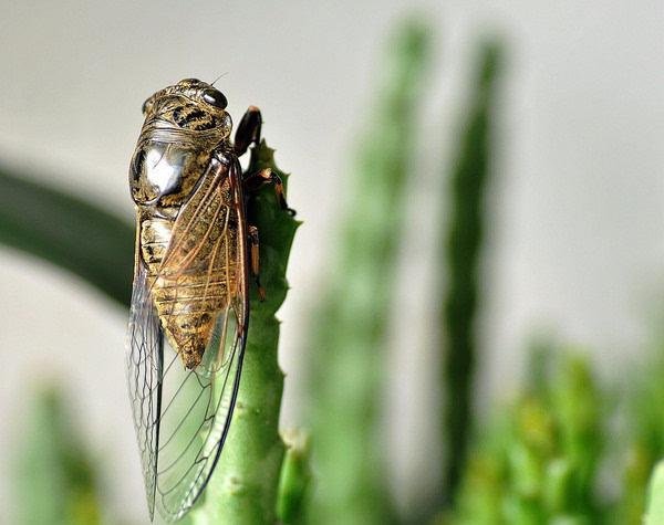 美国人将蝉做成巧克力,这种巧克力有受到当地民众的青睐吗?