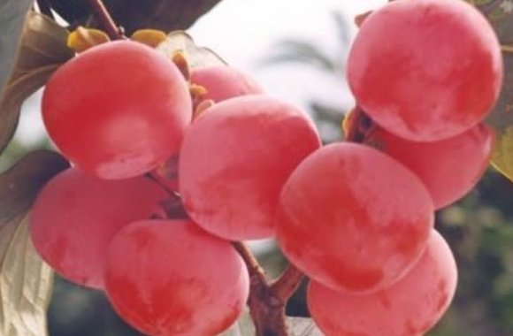 寒露吃什么传统食物?