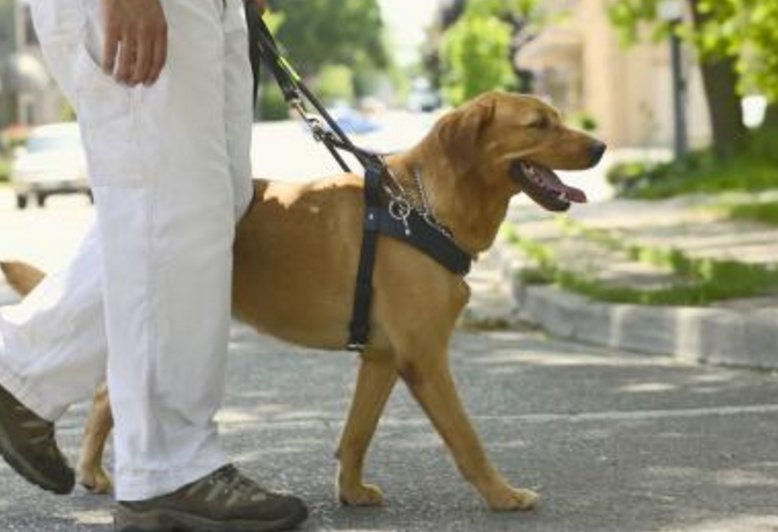 盲人带导盲犬为何被拒？