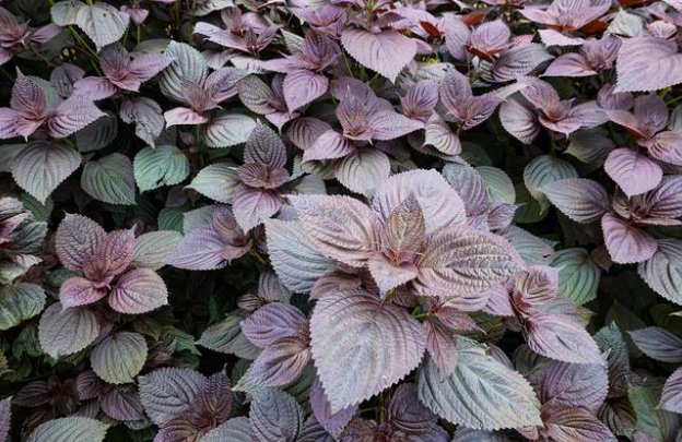 成语“光阴荏苒”中的“荏”，其实是哪种常见植物？