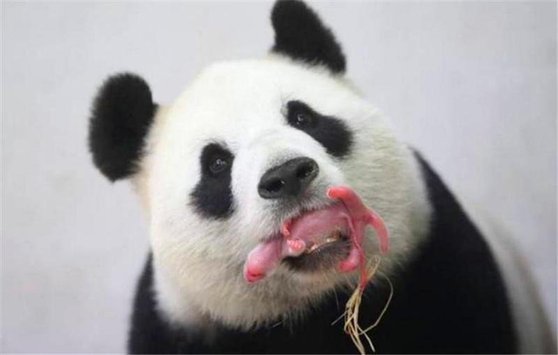 旅日大熊猫“真真”在东京上野动物园生下双胞胎,大熊猫产崽有多难?