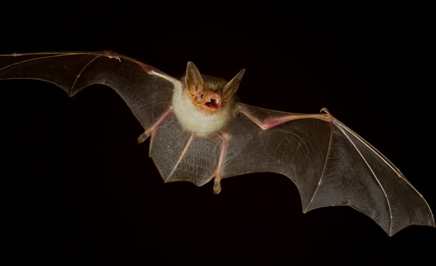 蝙蝠进屋,是吉利还是不吉利啊?