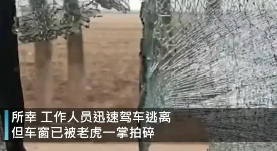 东北虎闯入村庄，一掌拍碎工作人员车窗，村民应该如何防范？