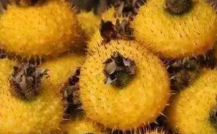 刺梨的功效与作用