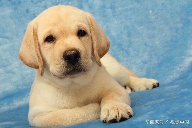 拉布拉多真的好养吗？