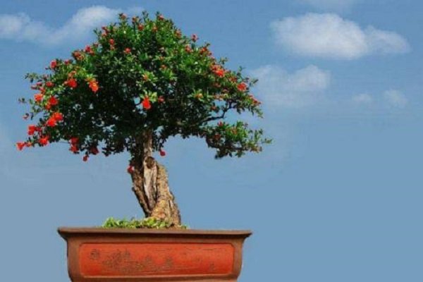 石榴花的花语是什么