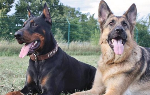 十大聪明犬排名