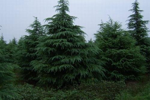 雪松树的特点是什么?