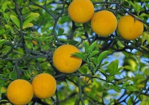 桔过淮水而为枳什么意思?