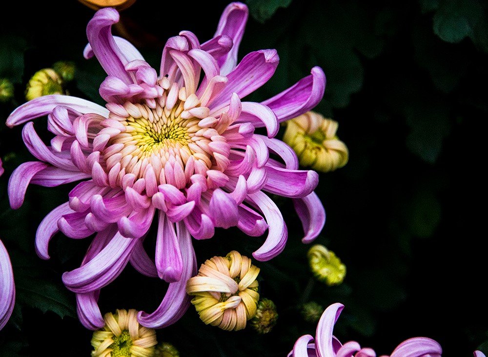 菊花有哪些种类?