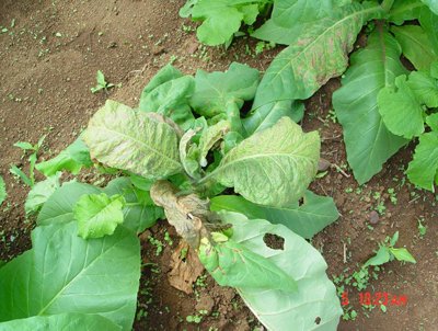 西花蓟马的鉴定特征