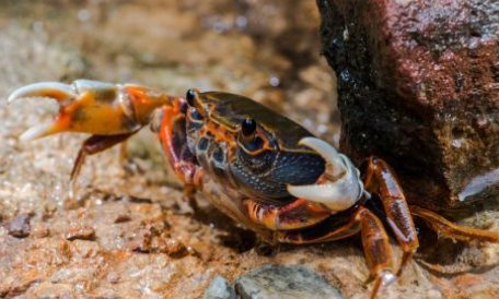 醉蟹的制作方法?