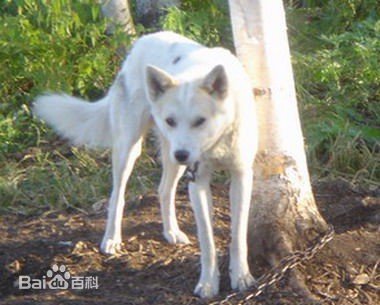中国守山犬这个犬种存在吗