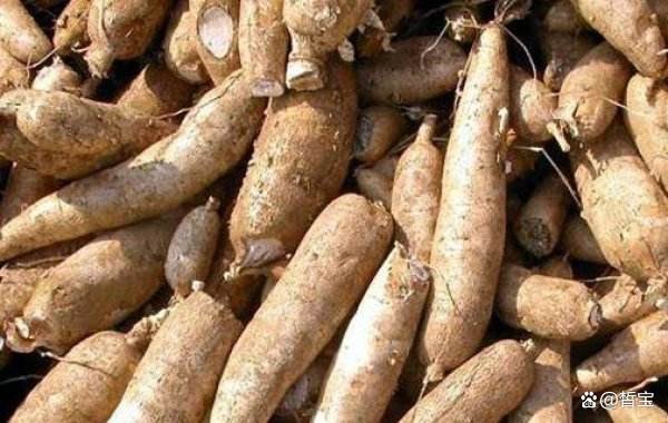 农村常见的木薯，都有什么作用呢？